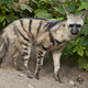 Illustration for article titled Wednesday Hyena - Proteles cristata Edition